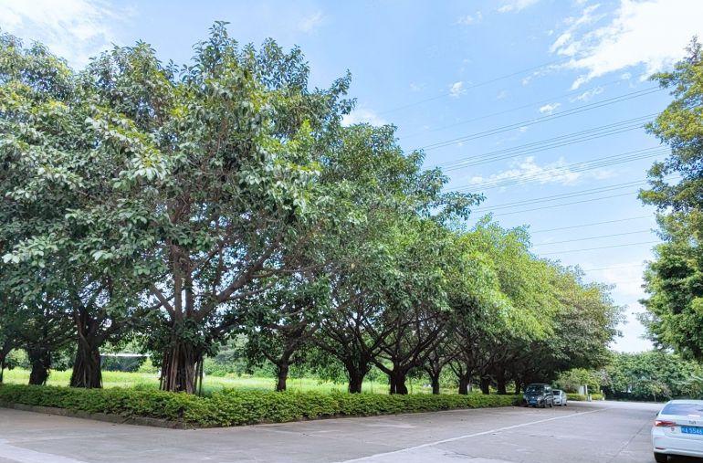 东莞虎门红本独院3万方，消防喷淋，5吨电梯，单价12.8元