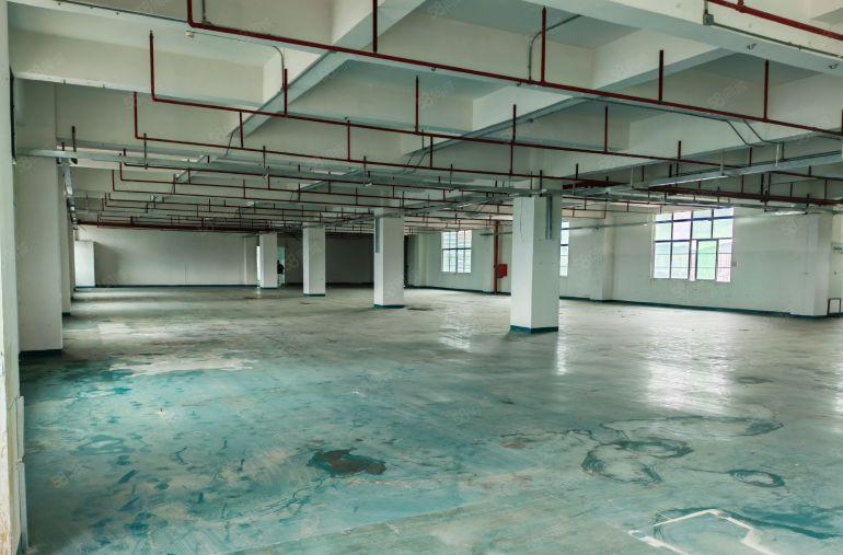 凤岗金凤凰厂房仓库出租2000平（500平起分）拖头进出方便