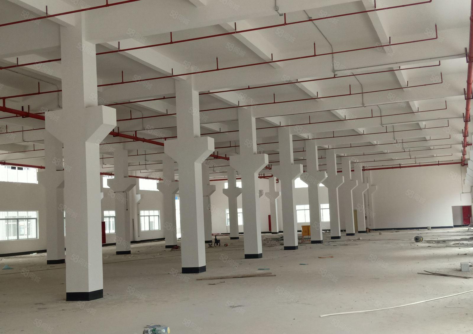 布心高新科技园1500平米标准一楼厂房出租带精装修免中介费