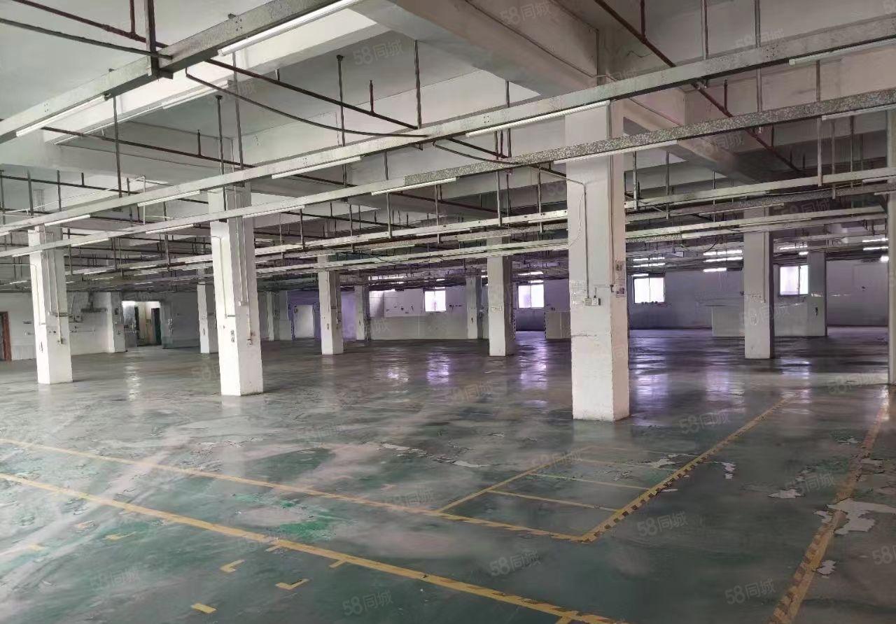 大朗独门独院标准厂房出租