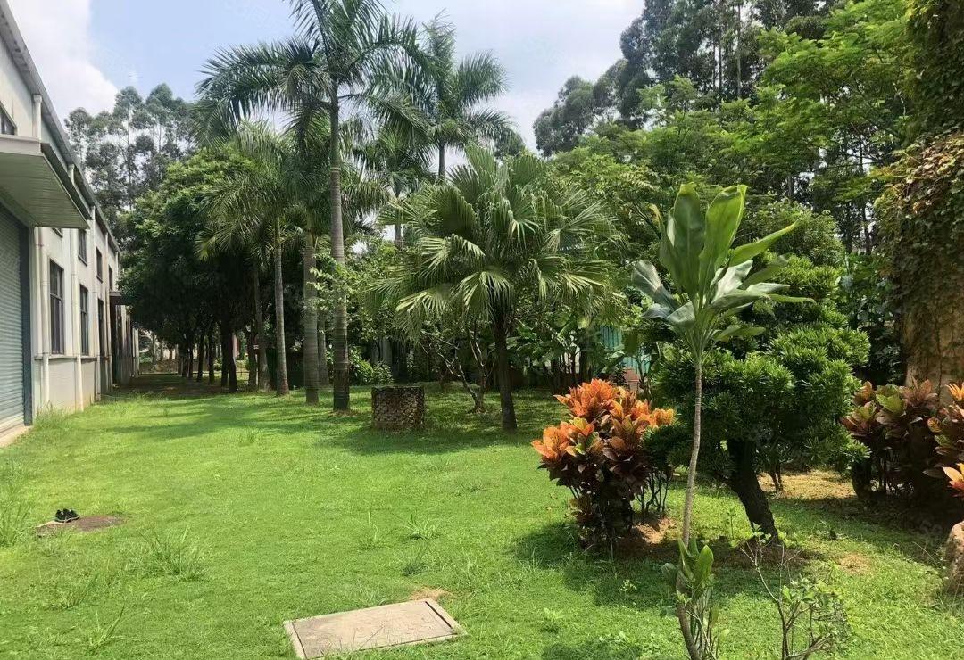 一楼8米高的厂房出租大朗独院分租一楼8000平