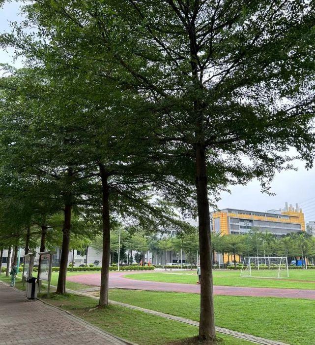 大岭山花园式标准厂房独院厂房分租，空地超大