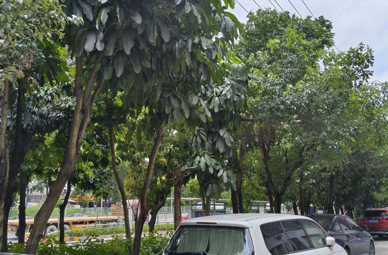 （小厂，带地坪）大岭山楼上320平方，实际面积