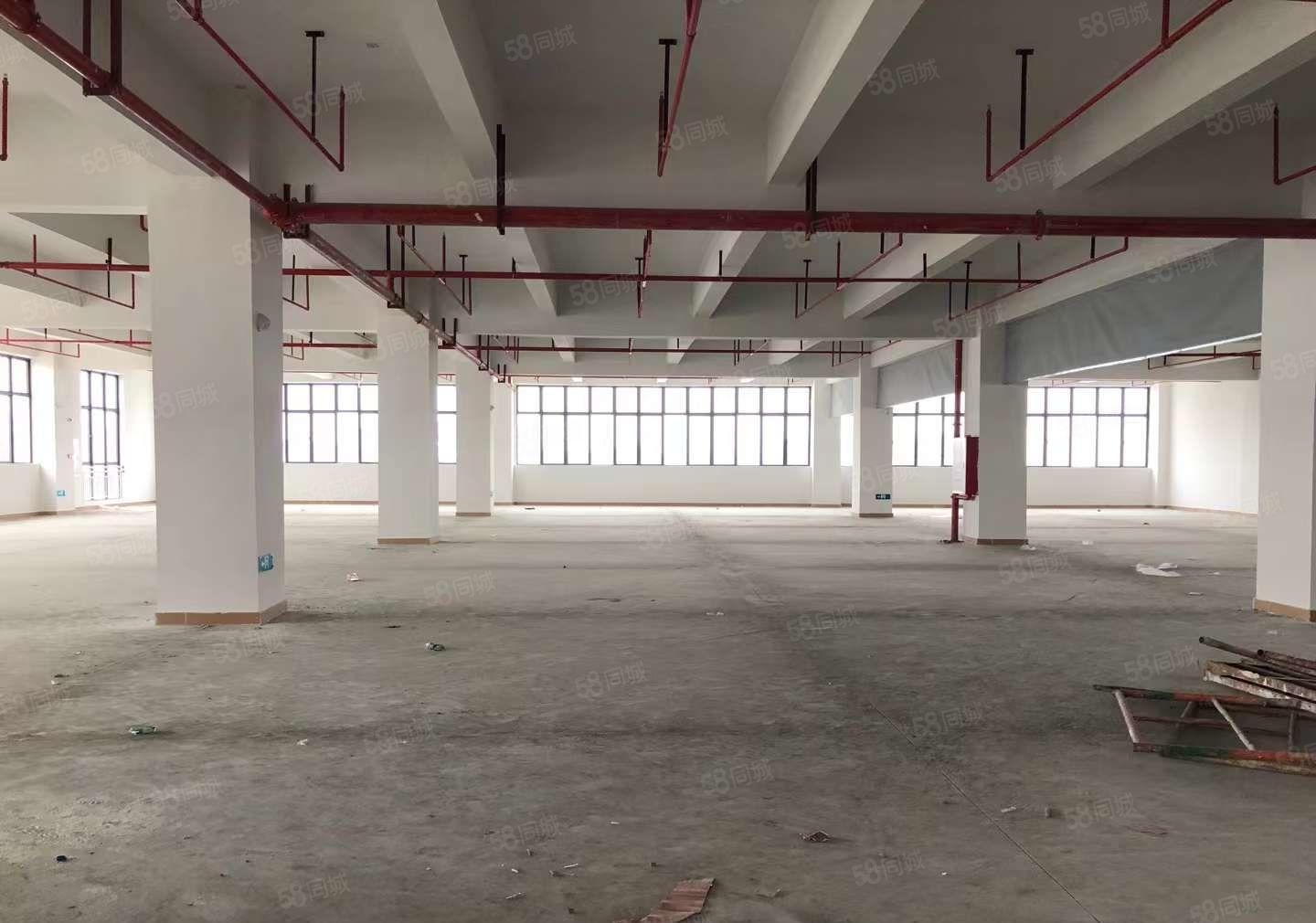 超长免租期 大岭山镇国有红本全新厂房出租500平起分租超低价