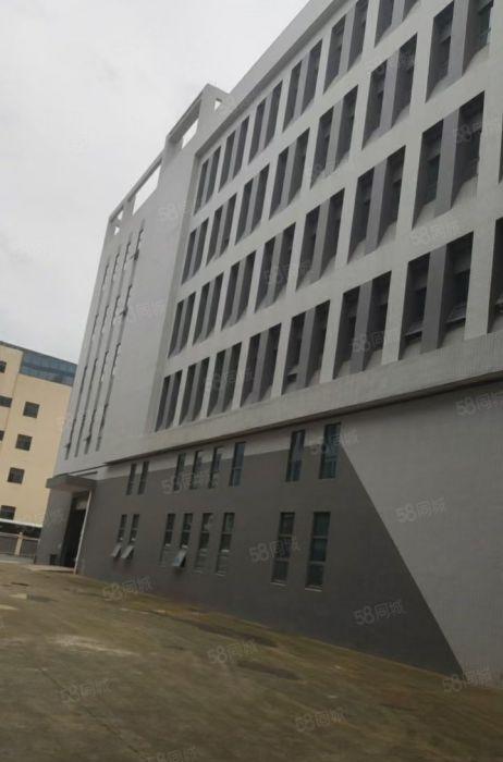 石排全新公寓出租，石排全新标准厂房出租