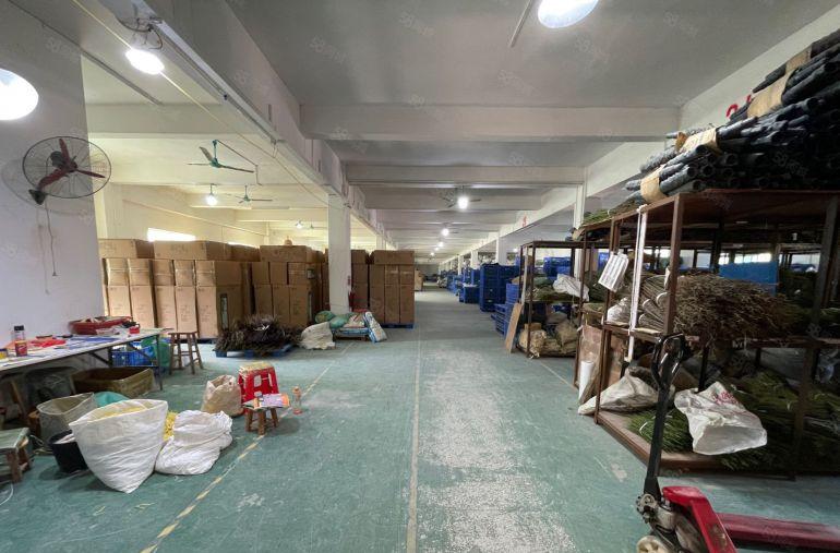 石排镇原房东独院厂房5500平方出租