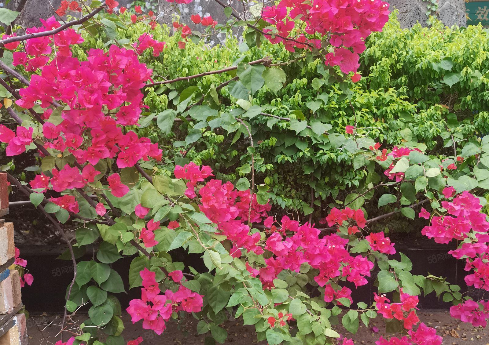 独门独院花园厂房出租