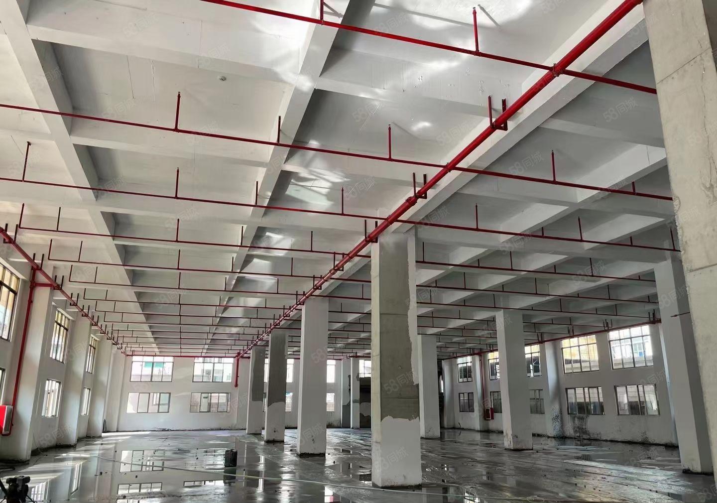 沙井新出原房东独院标准厂房可分租形象好