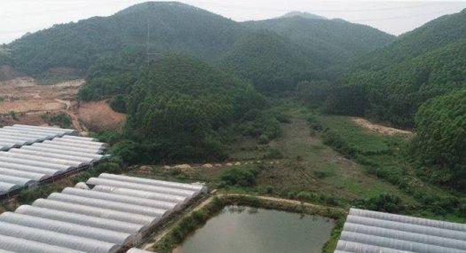 从化区鳌头镇345亩大棚花卉转让