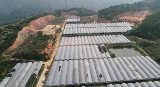 从化区鳌头镇345亩大棚花卉转让