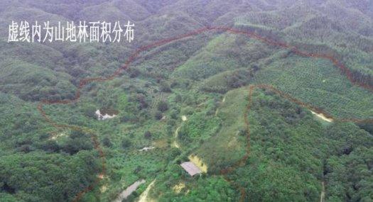 广州市从化区龙潭水库附近140亩山地林出售