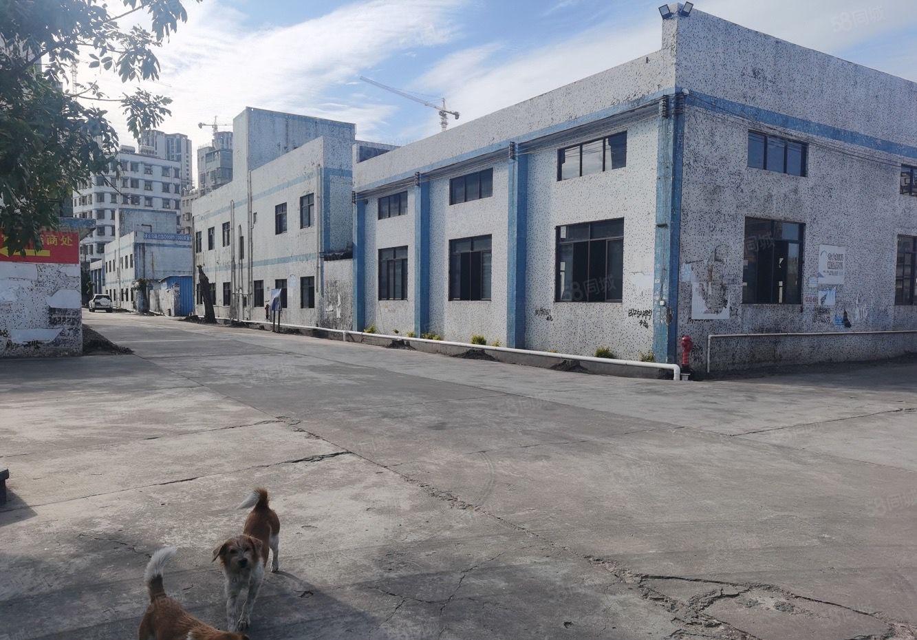 可分租！惠阳新圩独门独院钢构厂房出租8万方国道旁临深路段