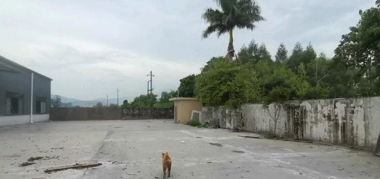 10块独院！石湾原房东3500平钢构厂房仓库出租空地大可分租