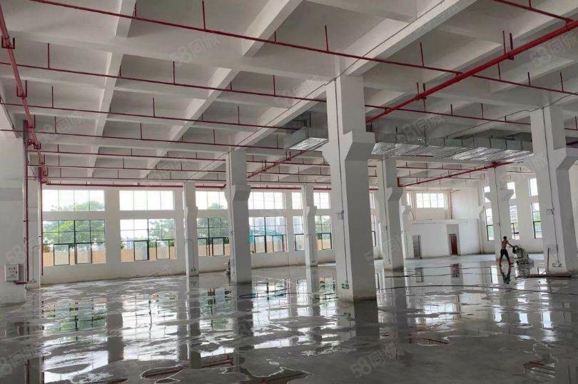 园洲镇新出原房东花园式独门独院标准楼房可做珍珠棉及小污染行业