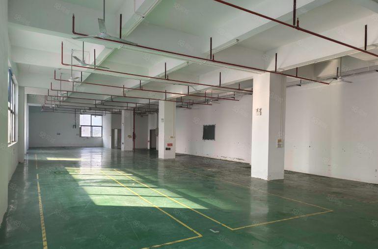 新出，田心园区精装一楼，5.5米高，空地超大，价格低