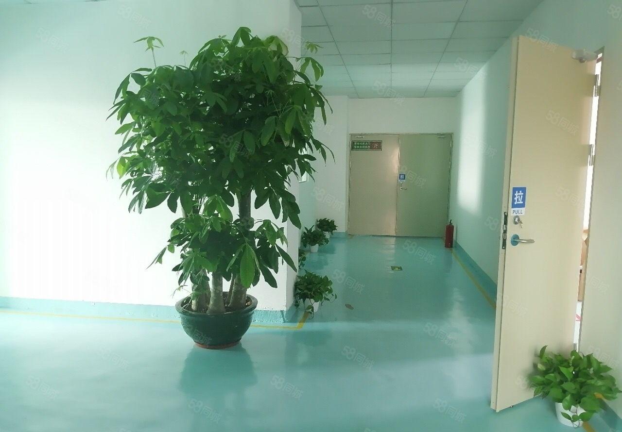 龙岗坪地坪东原房东精装修厂房600平水电齐全高速路口旁