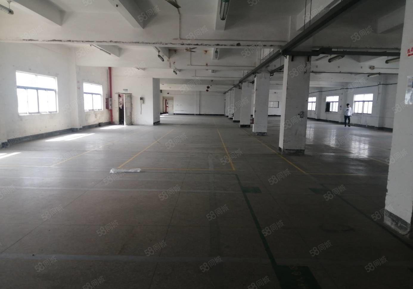 木棉湾原房东标准厂房5500平加2500平钢构 可整 可分